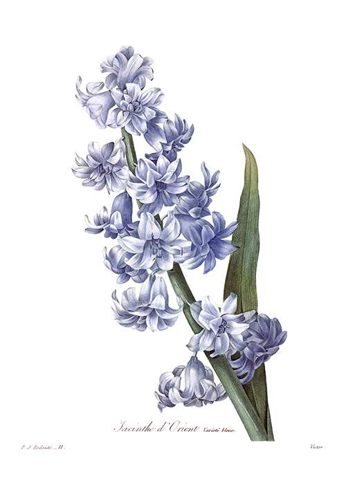 Stipple engraving showing the flowering stem and a leaf of a blue garden hyacinth