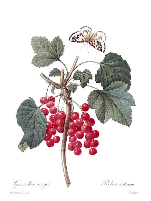 Stipple engraving showing a branch of redcurrant with bunches of fruit, leaves, and a butterfly