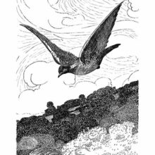A wood pigeon is seen flying over woodland with its wings spread out