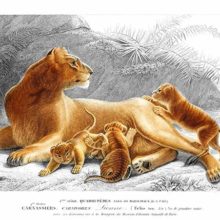 lying lionessPanthera leo) keeping a watchful eye on her surroundings as cubs tumble about