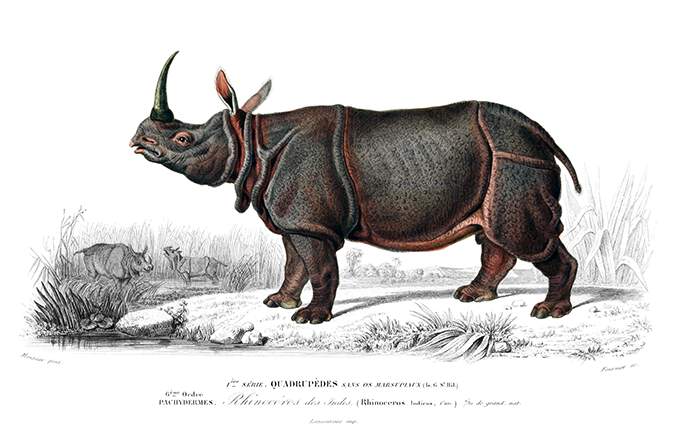 An Indian rhinoceros is seen from the side near a pond in a savanna-like landscape