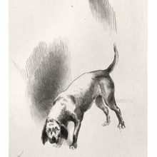 A dog with a sheepish expression and attitude looks sideways from the corner of a room