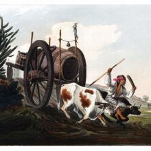 A water cart is pulled by two oxen going down a slope as the driver sits on the rudimentary yoke