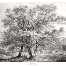View of a slightly slanted alder at the edge of a clearing where deer can be seen grazing