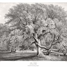 View of ash trees with lush foliage standing in a park where deer can be seen lying around.