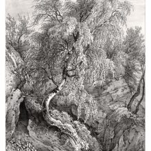 Plate showing a birch tree with a curvy trunk and lush foliage growing on a rocky slope