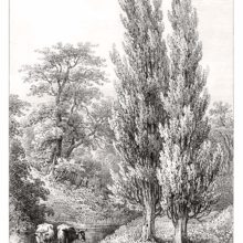View of two poplars growing on the bank of a shallow stream in which two cows can be seen.