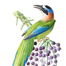 Amazonian motmot (Momotus momota), a bird in the family Momotidae, seen on a cluster of palm fruit