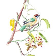 Burnished-buff tanager (Stilpnia cayana), a bird in the family Thraupidae, native to South America