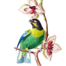 Orange-cheeked parrot, a tropical bird in the family Psittacidae, native to South America