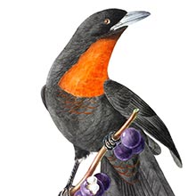 Red-ruffed fruitcrow, a bird in the family Cotingidae, enjoying the berries of a Jabuticaba