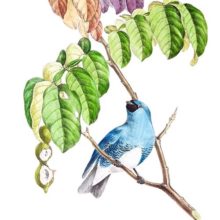 Swallow tanager (Tersina viridis), a in the family Thraupidae, native to South America