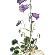 Hand-colored copper engraving showing the peach-leaved bellflower (Campanula persicifolia)