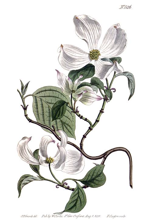 Hand-colored copper engraving showing a branch of flowering dogwood with flowers and leaves