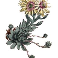 Hand-colored copper engraving showing the rolling hen-and-chicks, a succulent native to Europe
