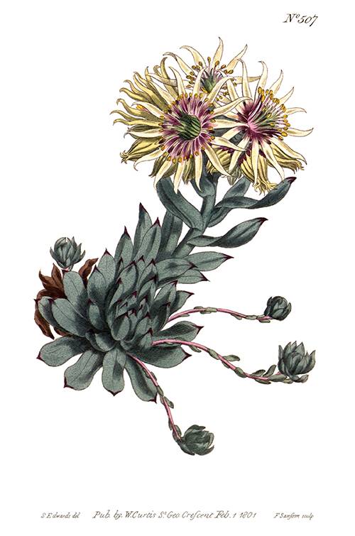 Hand-colored copper engraving showing the rolling hen-and-chicks, a succulent native to Europe