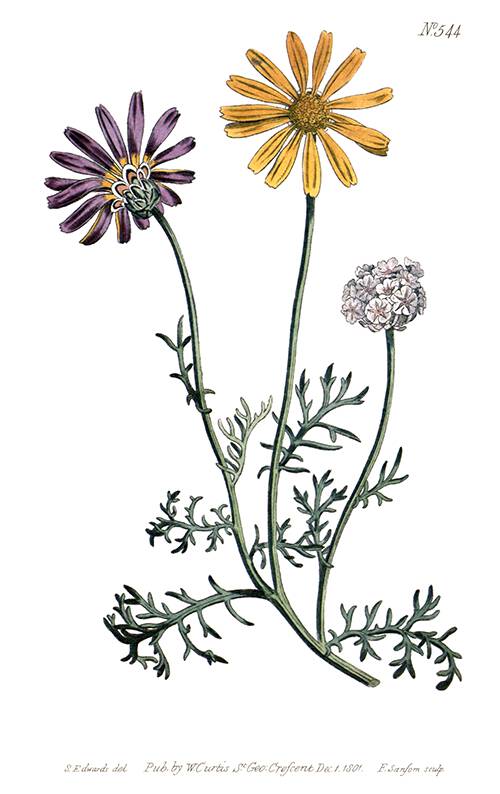 Hand-colored copper engraving showing Ursinia anthemoides, also known as solar fire