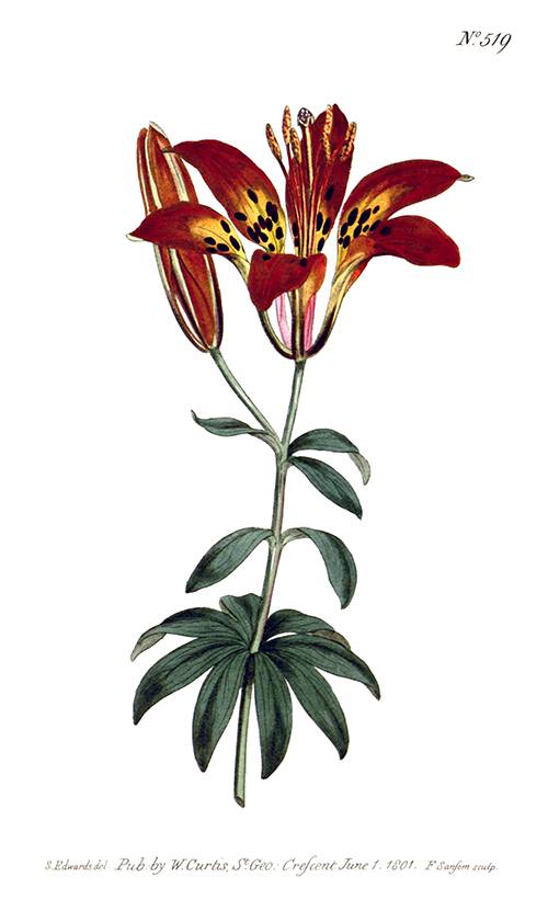 Hand-colored copper engraving showing a Philadelphia Lily, a plant native to North America