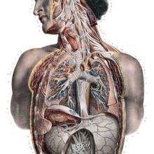 Anatomical preparation showing the head and torso of a man, cut open to expose the nervous system