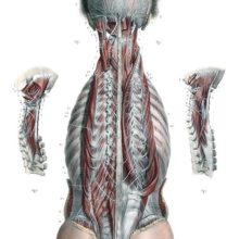 Anatomical plate showing a head and torso seen from the back, exposing the deeper muscle nerves