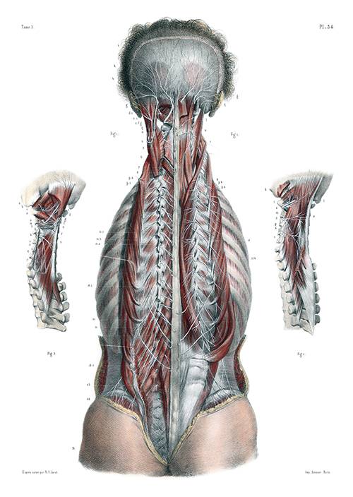 Anatomical plate showing a head and torso seen from the back, exposing the deeper muscle nerves