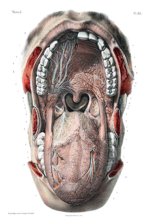 Anatomical preparation showing the inside of the mouth with the nerves made visible