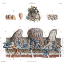 Plate showing the microscopic anatomy of the tongue with its layered structure and papillae