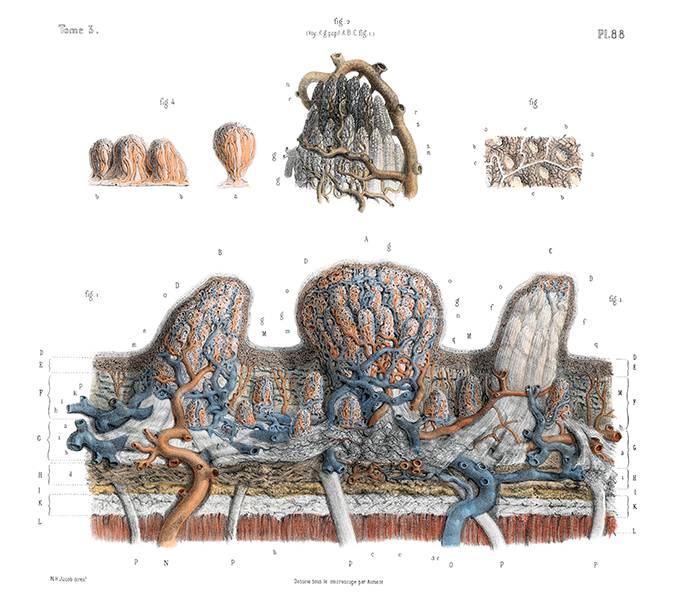 Plate showing the microscopic anatomy of the tongue with its layered structure and papillae