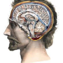 Head of a man seen from the side, showing a cross-section of the brain along the sagittal plane
