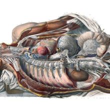 Anatomical preparation showing the sympathetic nervous system of a young man as seen from the right