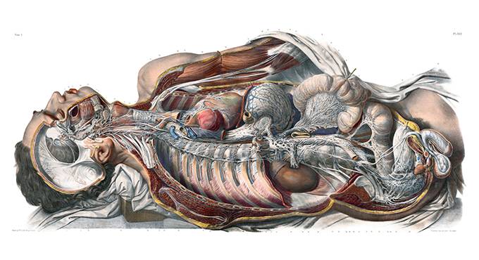 Anatomical preparation showing the sympathetic nervous system of a young man as seen from the right