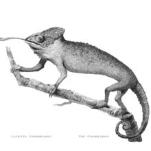 Plate showing a common chameleon, a lizard found in Africa, the Middle East, and southern Europe
