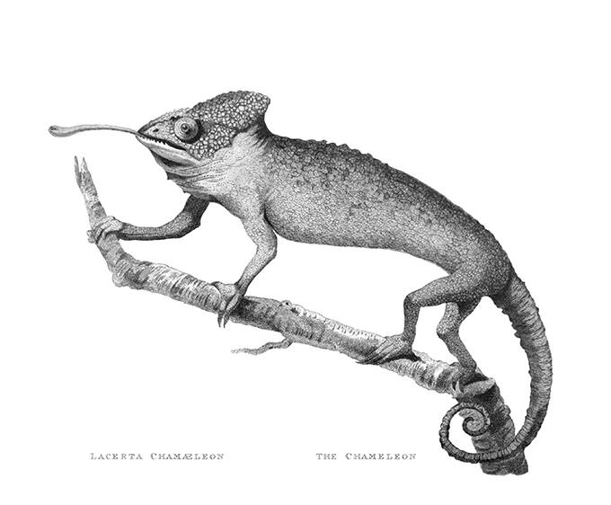 Plate showing a common chameleon, a lizard found in Africa, the Middle East, and southern Europe