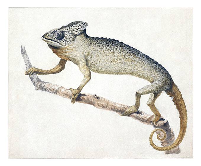 Watercolor sketch made to be later engraved and illustrate the entry on the common chameleon