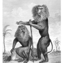 Engraving showing a lion-tailed macaque (Macaca silenus), a monkey native to India