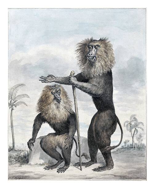 Watercolor sketch made to be later engraved and illustrate the entry on the lion-tailed macaque