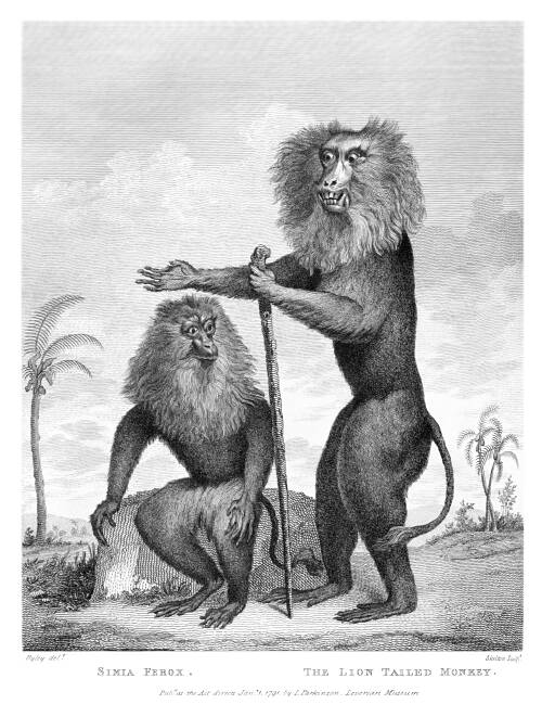 Engraving showing a lion-tailed macaque (Macaca silenus), a monkey native to India