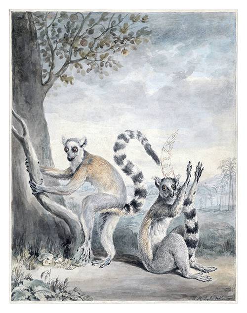 Watercolor sketch made to be later engraved and illustrate the entry on the ring-tailed lemur