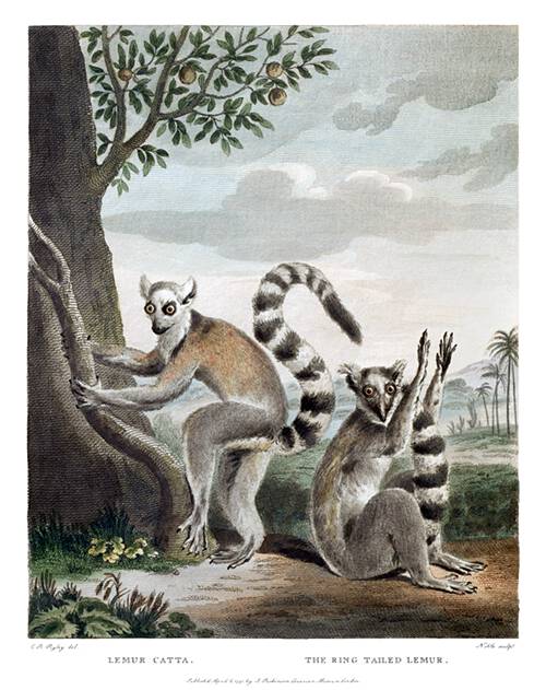 Engraving showing two ring-tailed lemurs, a species of primate in the family Lemuridae