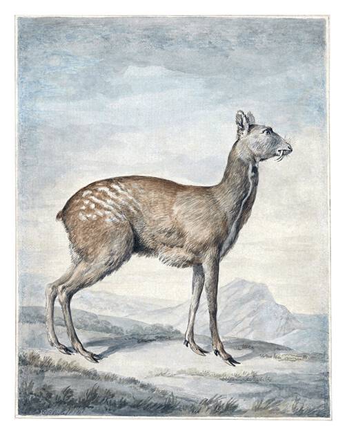 Watercolor sketch made to be later engraved and illustrate the entry on the Siberian musk deer