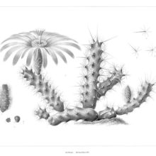 Botanical steel engraving showing Echinocereus berlandieri, a plant in the family Cactaceae