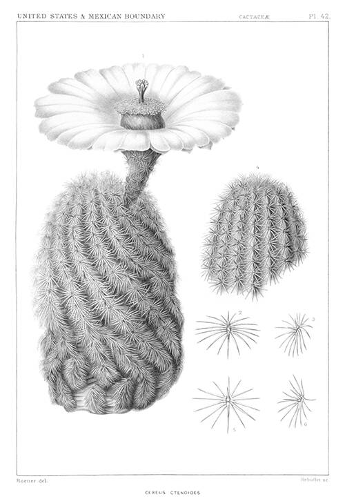 Botanical steel engraving showing Echinocereus dasyacanthus, a plant in the family Cactaceae