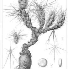 Botanical steel engraving showing Grusonia grahamii, a plant in the family Cactaceae