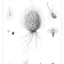 Steel engraving showing Mammillaria grahamii and M. barbata, two plants in the Cactaceae family