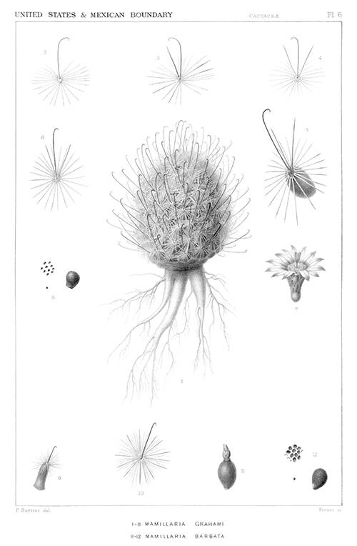 Steel engraving showing Mammillaria grahamii and M. barbata, two plants in the Cactaceae family