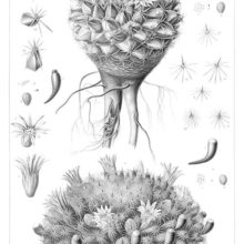 Botanical plate showing various subspecies of Mammillaria heyderi, a plant in the family Cactaceae