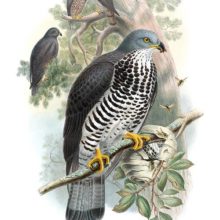 Perched European honey buzzard and feeding on wasp larvae from a wasp nest it has torn open