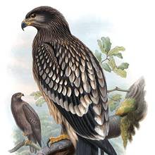Lesser spotted eagle perching on a branch in the foreground and a second one further away