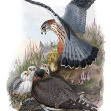 A male Eurasian Merlin brings back a dead bird to the nest, awaited by its mate and four young