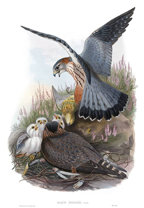 A male Eurasian Merlin brings back a dead bird to the nest, awaited by its mate and four young